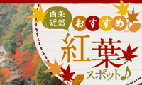 フリーペーパー 紅葉特集